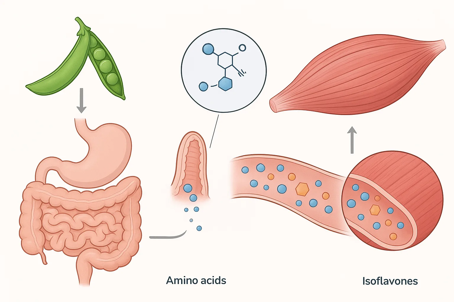 콩에서 추출된 식물성 단백질이 체내에 흡수되어 근육 합성에 기여하는 대사 작용의 원리