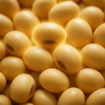 콩에 풍부하게 함유된 피틴산의 항산화 특성과 뛰어난 영양학적 가치를 상징적으로 표현했습니다.