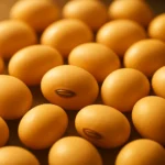 따뜻하고 은은한 황금빛 조명을 받고 있는 매끄러운 콩들의 모습입니다.